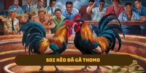 Soi Kèo Đá Gà Thomo